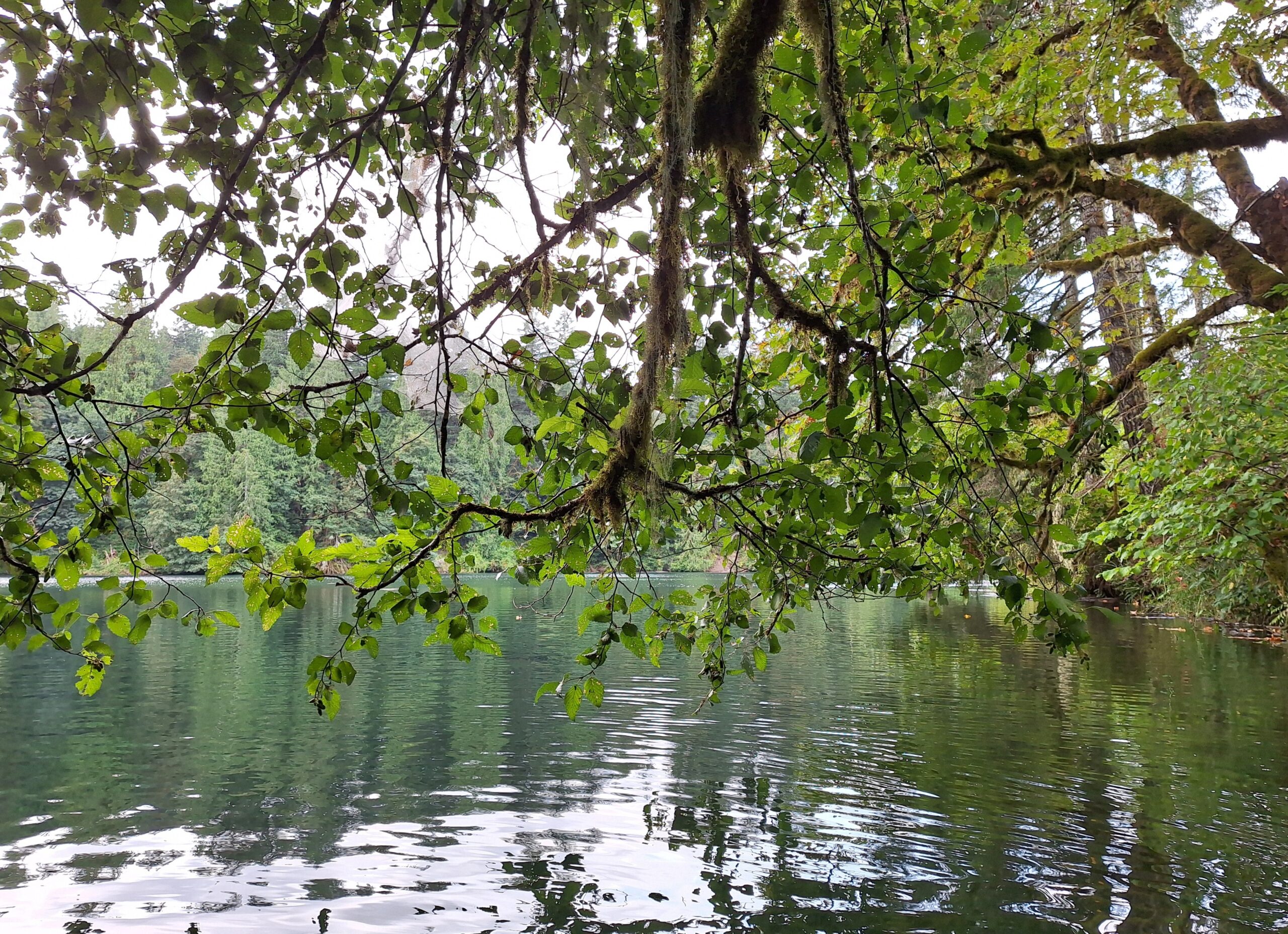 Lake Merwin, Lewis River & Canyon Creek - Julie's Kayaking Adventures